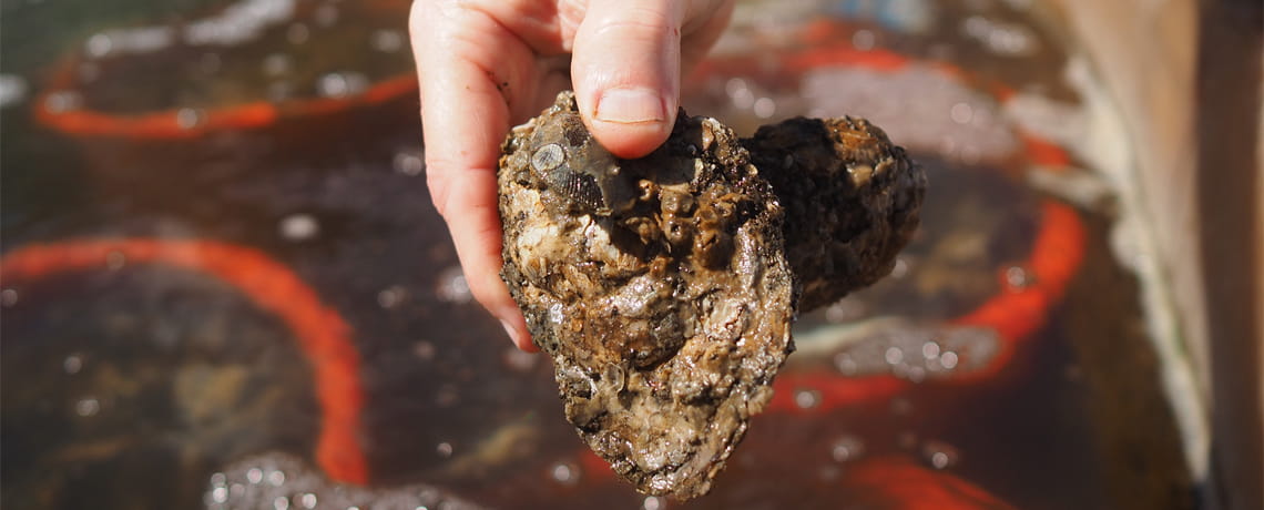 Recycled Oyster Shell